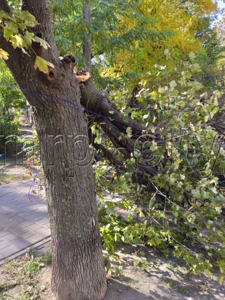 В Мариуполе шквальный ветер повалил деревья и оборвал провода
