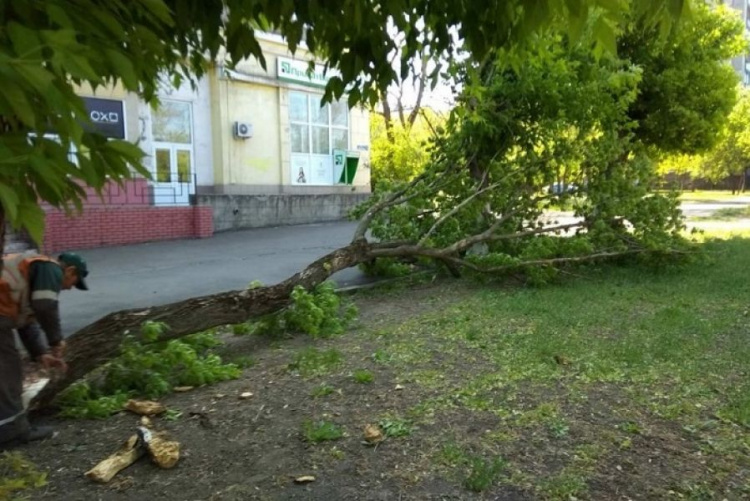 В Мариуполе штормовой ветер валит деревья (ФОТО)