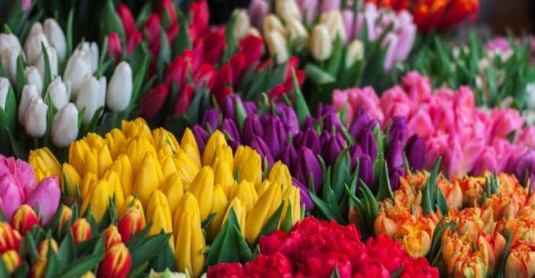 На цветочных ярмарках Мариуполя смогут торговать не только предприниматели. Куда подать заявку?
