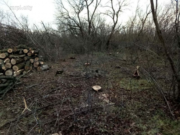Чиновники обеспечивали «черных» лесорубов незаконными ордерами на вырубку у Мариуполя (ФОТО)