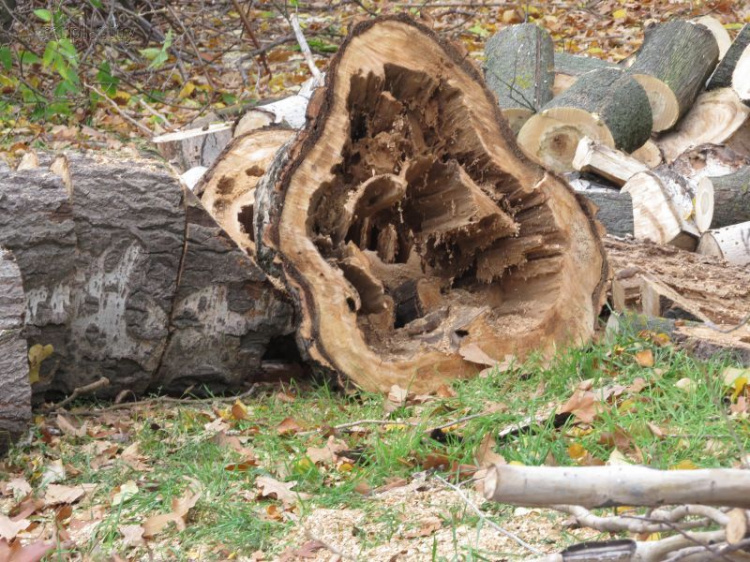 В Мариуполе срезали более 1700 деревьев