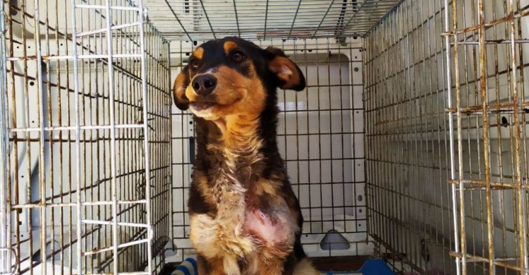 В Мариуполе спасли раненую на фронте собаку
