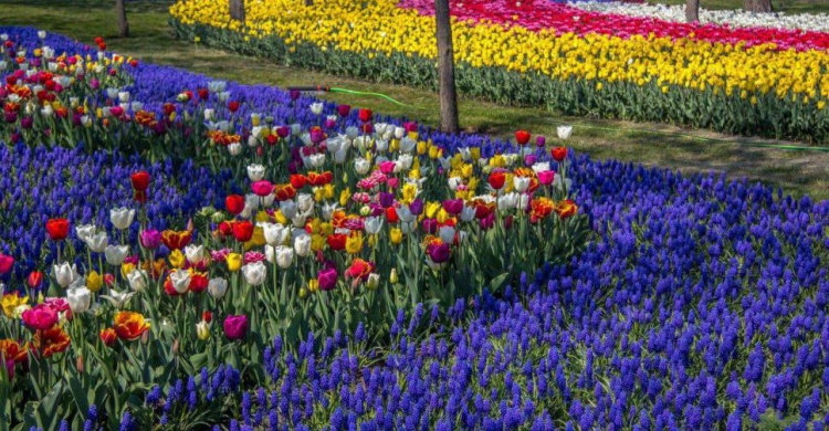 Миниатюрная Голландия: цветущий парк «Веселка» взорвал соцсети мариупольцев (ФОТО)