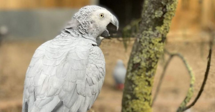 В зоопарке Англии попугаев отправили на перевоспитание из-за нецензурной брани