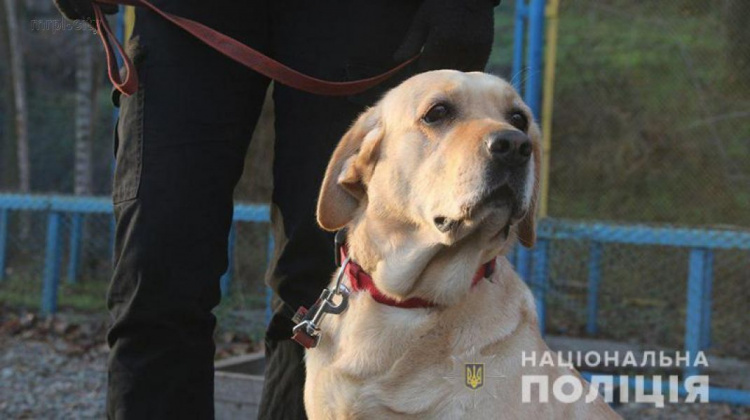 Натренированные в Мариуполе на «карусели» собаки помогли изъять свыше 100 кг взрывчатки (ФОТО+ВИДЕО)