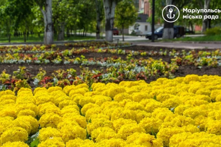 В Мариуполе возле скверов высадили еще 12 тысяч цветов (ФОТО)