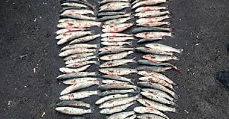 В Мариуполе рыбный браконьер нанес ущерб почти на 200 тысяч гривен