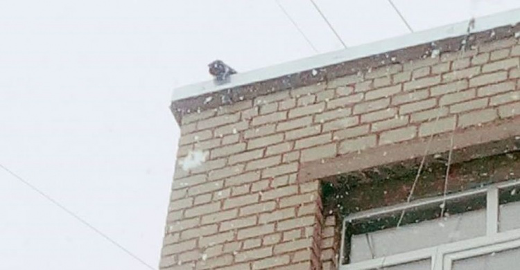 Как в Мариуполе спасали кота, просидевшего на крыше школы четверо суток (ФОТО)