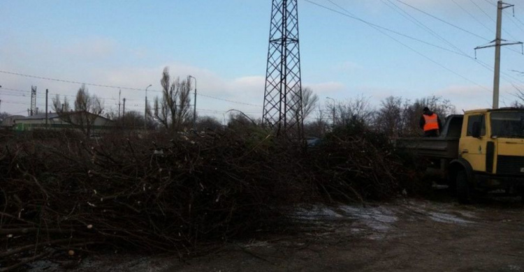В Мариуполе срезали более 2000 деревьев (ФОТО)