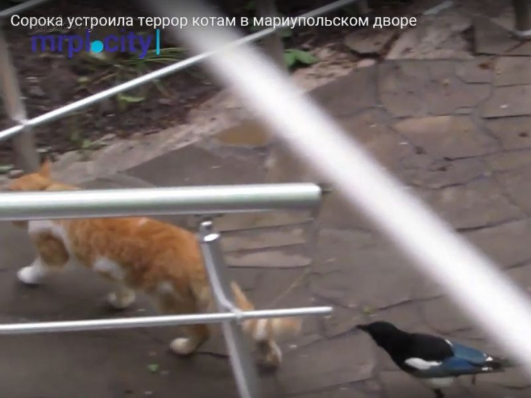 В Мариуполе сорока устроила террор котам (ФОТО+ВИДЕО)