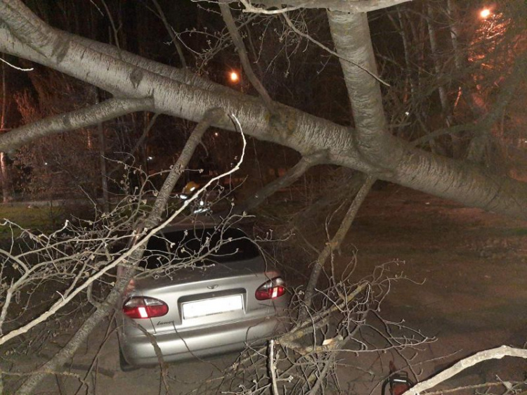 В центре Мариуполя на автомобиль рухнуло дерево (ФОТО)