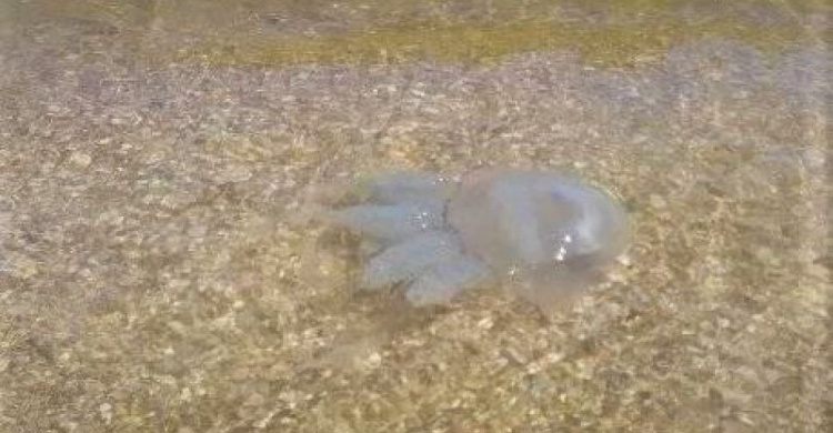 В море под Мариуполем заплыли медузы (ФОТО)