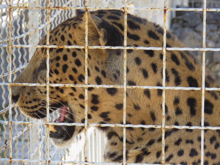 В центре Мариуполя выросло количество леопардов (ФОТО)