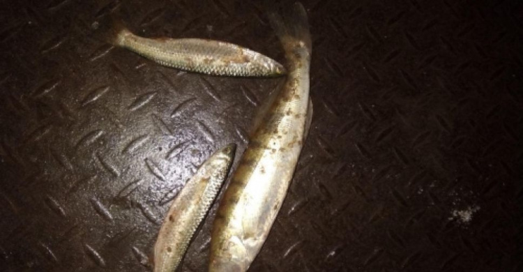 В Мариуполе браконьеры за день наловили рыбы на 40 тысяч гривен (ФОТО)