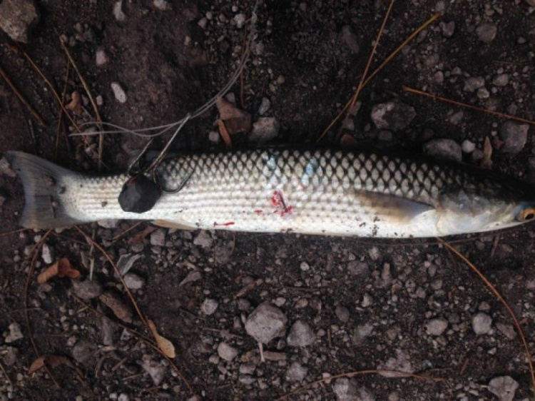 Браконьеры в Мариуполе наловили рыбы на 160 тысяч гривен (ФОТО)