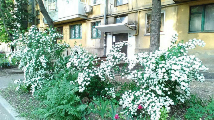 Мариупольцы превратили двор в большой цветущий сад (ФОТО)