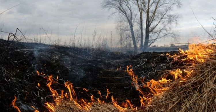 В Мариуполе сгорело три гектара сухостоя (ФОТО)