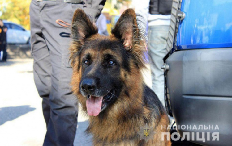 Служебные собаки помогли полицейским Донетчины с начала года раскрыть около 300 преступлений