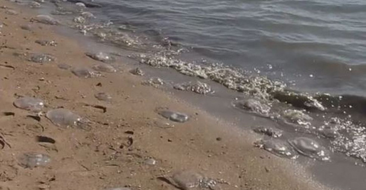 Как на поле битвы: побережье Мариуполя усеяно мертвыми медузами