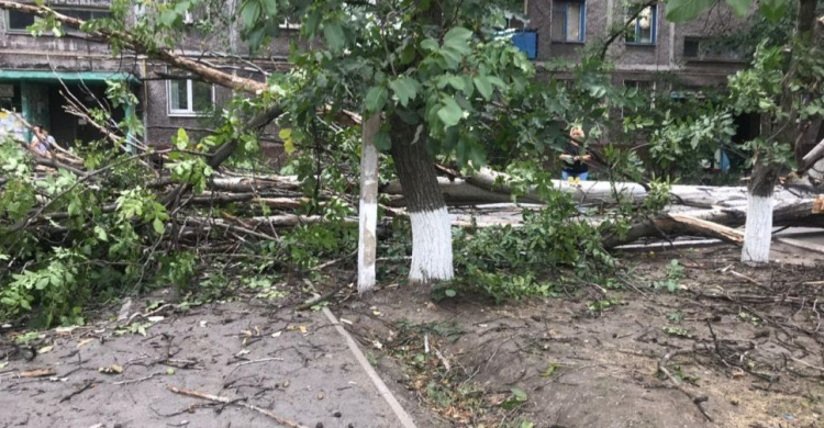 В Мариуполе возле жилого дома упало дерево: разбит автомобиль (ФОТОФАКТ)