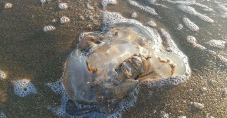 На осеннем пляже в Мариуполе обнаружили медуз