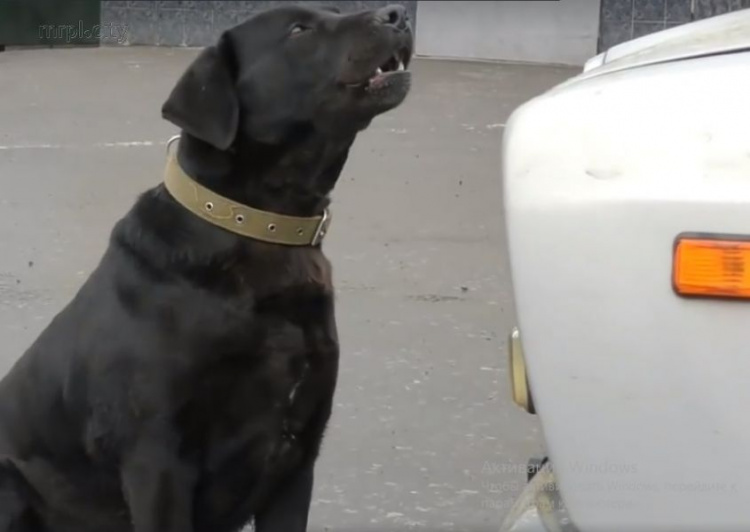 Собаки обнаружили на КПВВ на Донбассе свыше двух тысяч боеприпасов (ФОТО+ВИДЕО)