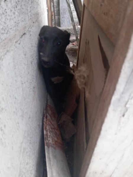 В Мариуполе женщина до полусмерти избила щенка