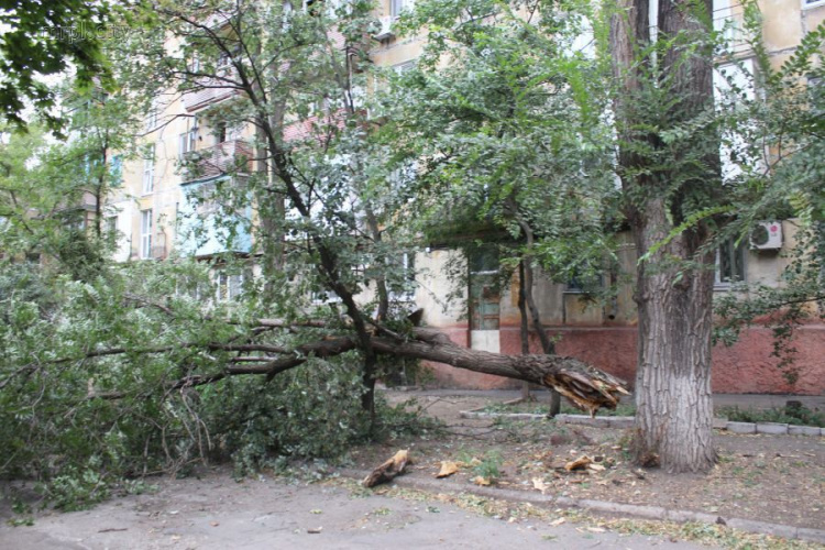 Обесточенные дома, упавшие деревья: В Мариуполе устраняют последствия шторма