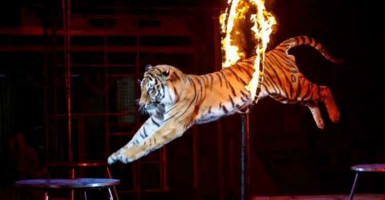 Запрет выступления цирковых животных в Мариуполе вызвал спор среди депутатов (ФОТО)