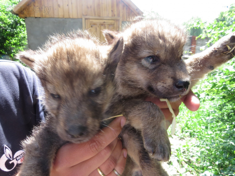 В центре Мариуполя увеличилось количество диких волков (ФОТО+ВИДЕО)