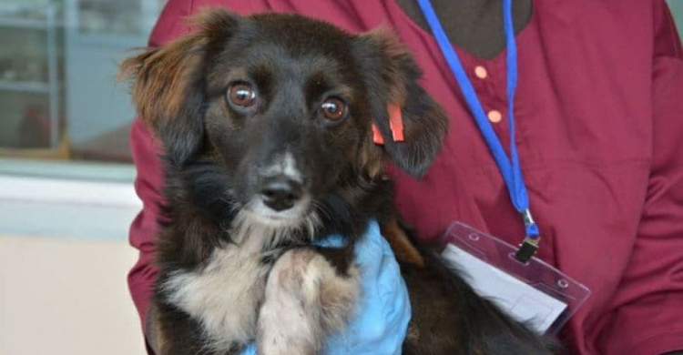 Ласковые и веселые: в Мариуполе бездомные собаки ищут любящих хозяев