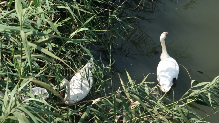 Появился в Мариуполе зоопарк - появились и лебеди в Кальчике (ФОТОФАКТ)