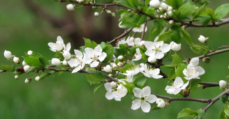 Мариуполь погрузился в аромат цветущих деревьев и соловьиные трели (ФОТОРЕПОРТАЖ)