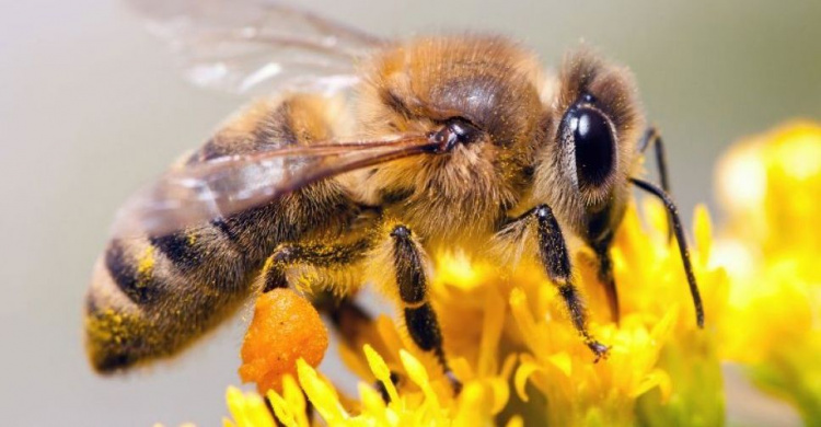 «Панацея» на кончике жала: принесет ли пользу мариупольцам укус пчелы?