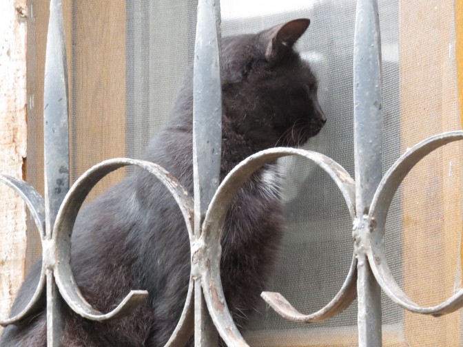 Мариупольский кот с удовольствием попал за решетку (ФОТОФАКТ)