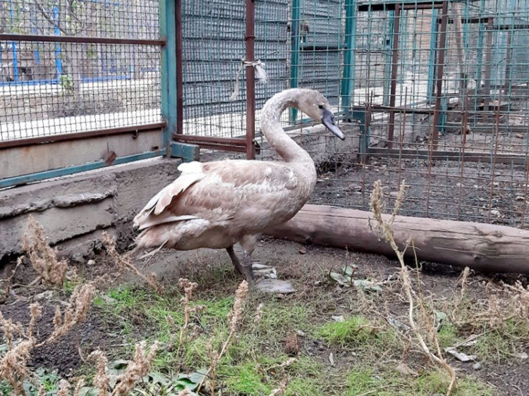 Мариупольский зоопарк стал «ковчегом спасения»: жители приносят туда раненых птиц и животных