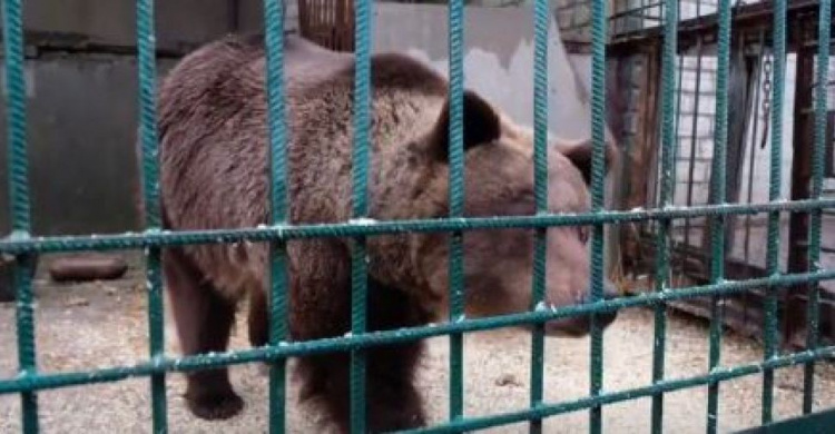 Для медведей и львов из скандального зоопарка на Донетчине нашли новые дома
