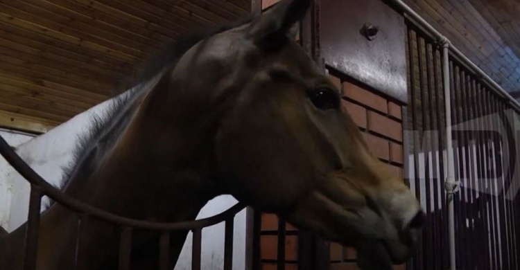 Под Мариуполем разводят лошадей на лучшем конном заводе Украины