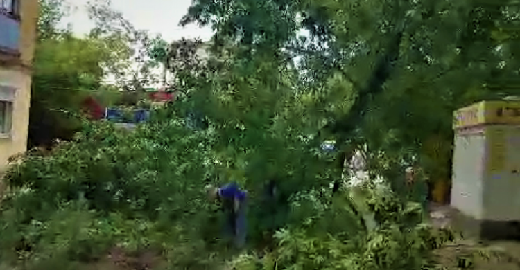 В Мариуполе большое дерево рухнуло на электропровода