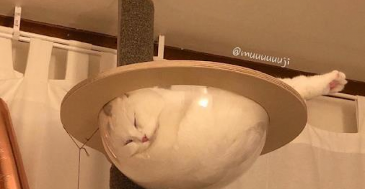 Спящего кота превратили в мем (ФОТО)