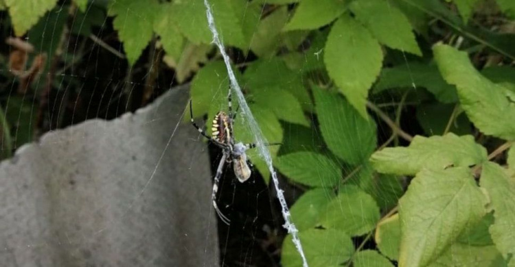 В Мариуполе обнаружили необычного паука-осу