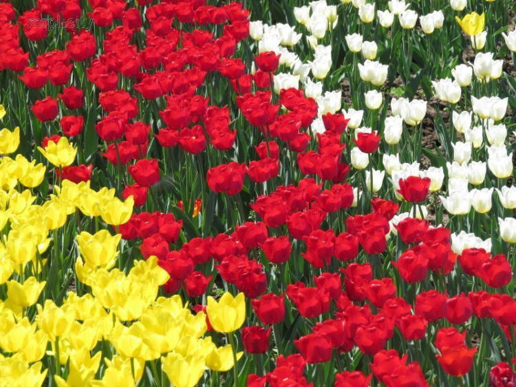 В Мариуполе с высоты птичьего полета показали тысячи тюльпанов Городского сада (ВИДЕО)