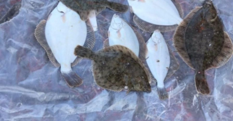 Мариупольские браконьеры за три дня наловили рыбы на 88 тысяч гривен (ФОТО)
