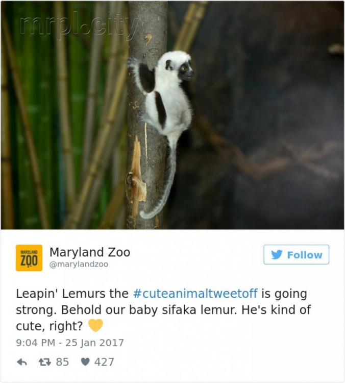 Зоопарки и аквариумы начали соревнование за самых милых животных