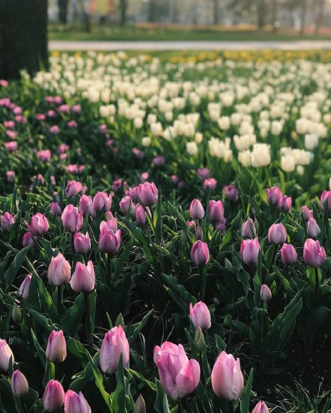 Мариупольцы фотографируются в цветущей «Веселке», вопреки запретам (ФОТО)