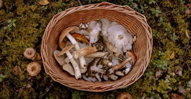 Грибной сезон на Донетчине открыт: как не отравиться грибами?