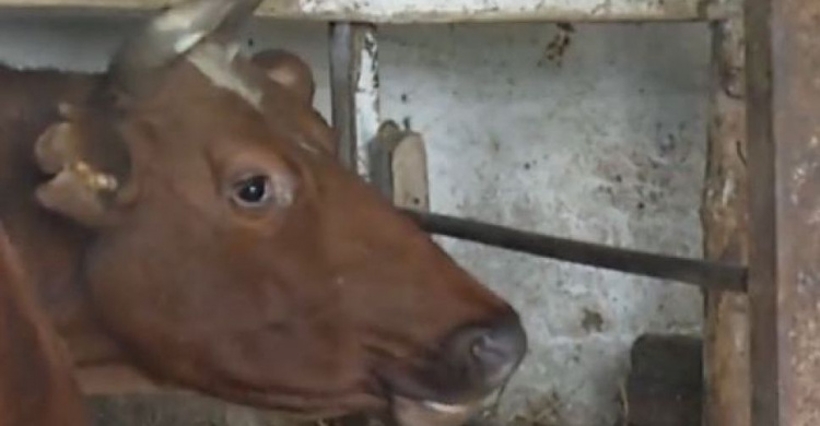 Под Мариуполем из-за нехватки корма сокращается поголовье рогатого скота (ФОТО)