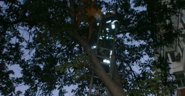 Зависшего на дереве мариупольца сняли спасатели (ФОТО)