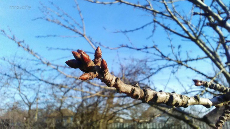 Весна «по-декабрьски»: в Мариуполе деревья «усеяны» почками и растут цветы (ФОТОФАКТ)