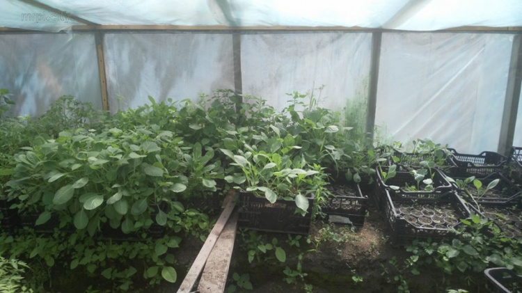 Мариуполец раздает бесплатно тысячи кустов овощной рассады (ФОТО)